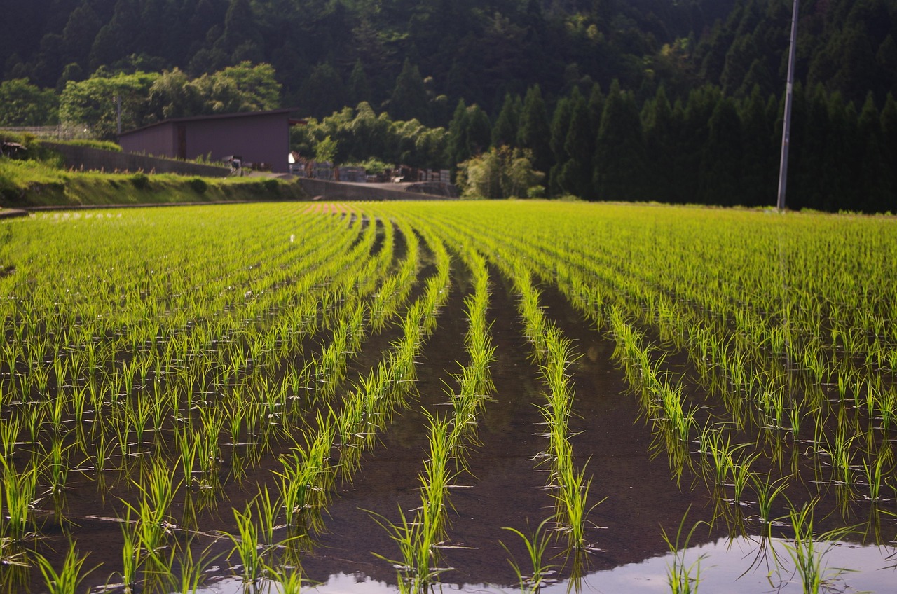 rice field